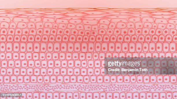 ilustrações de stock, clip art, desenhos animados e ícones de skin tissue cells, layers of skin, blood in vein - primeiro plano