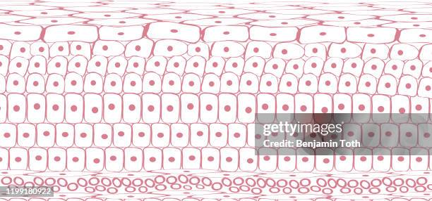 skin tissue cells, layers of skin, blood in vein - human skin cell stock illustrations