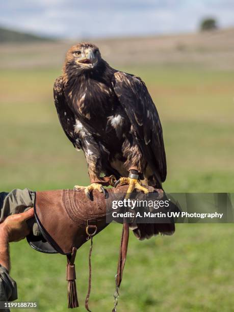 falconry imperial eagle - aquila heliaca stock pictures, royalty-free photos & images
