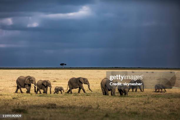 groupe d'éléphants africains marchant dans la nature. - elephant africa photos et images de collection