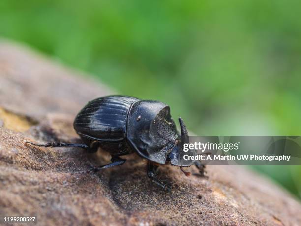 rhino beetle - escaravelho imagens e fotografias de stock
