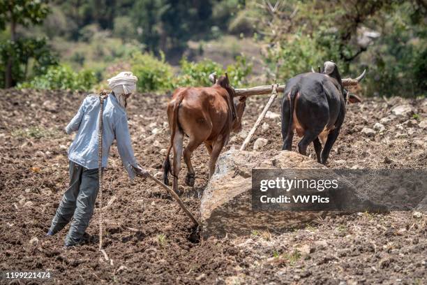 An Ethiopian farmer uses a cattle drawn plough to tend to his fields, Debre Berhan, Ethiopia..