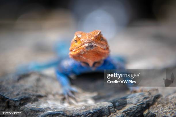 Common agama, red-headed rock agama, or rainbow agama Nakuru National Park, Kenya.