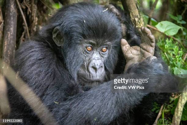 Mountain Gorilla of the Muhoza group , in Volcanoes National Park, Virunga mountain range , Rwanda ..