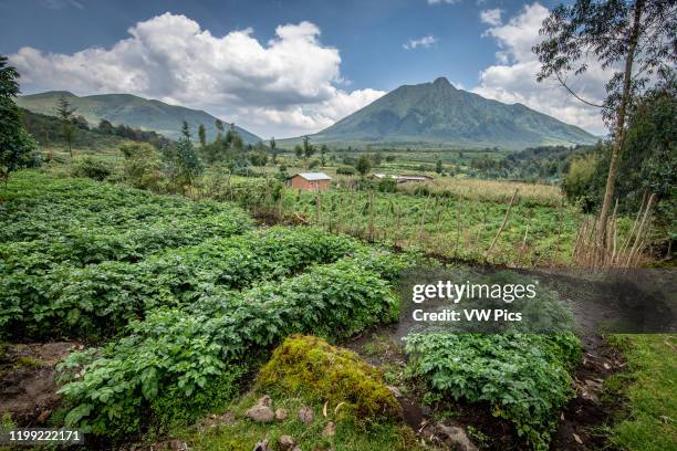 Farms In Rwanda 206 Small Crop Farm Africa Stock Photos, High-Res Pictures, and Images ...