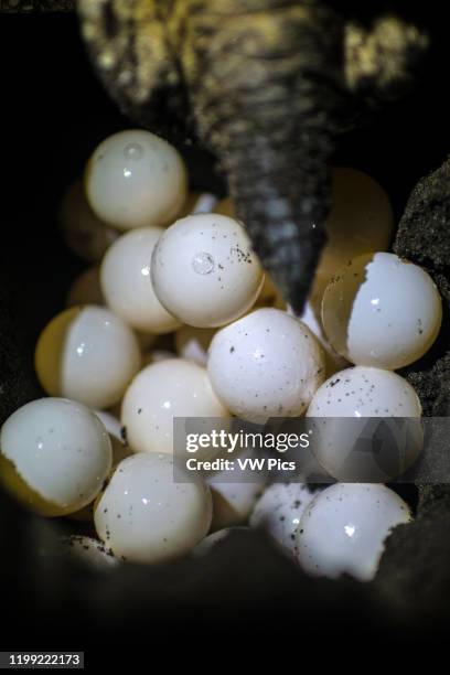 Drippy Turtle 110 Dripping Turtle Stock Photos, High-Res Pictures, and Images - Getty ...