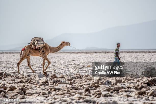 Salt miner leads a camel Danakil Depression , Ethiopia.