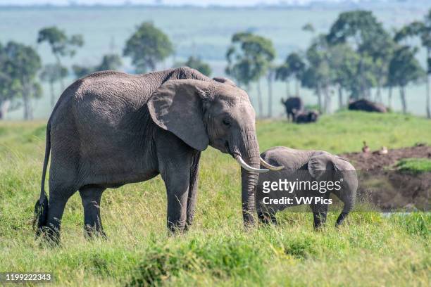 Two African bush elephants , aka African savanna elephants in the grass in Maasai Mara National Reserve , Kenya.