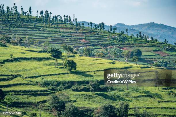 Terraced fields for farming cover the hills of northwestern Rwanda..