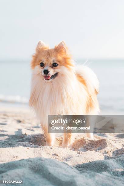 close up of a cute pomeranian dog on the beach during a sunny day . - keeshond stockfoto's en -beelden