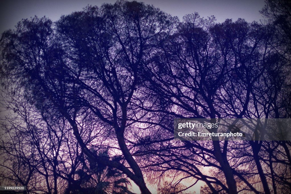 Silhouettes of pine and palm trees at sunset in Izmir.