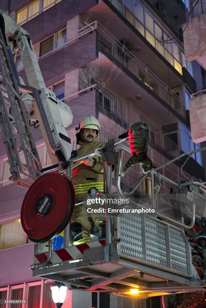 Fireman on ladder rescueing a domestic cat in the city,Izmir.