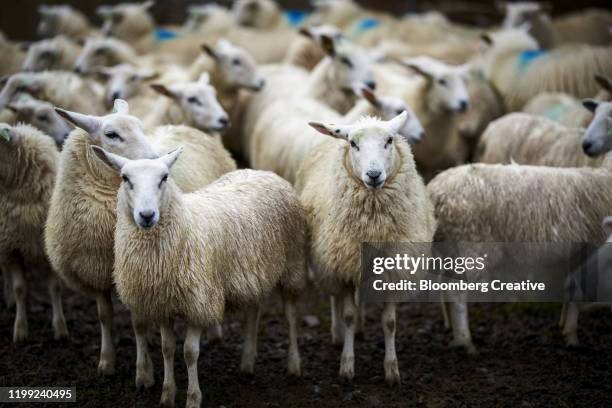 a flock of lleyn sheep - schapenboerderij stockfoto's en -beelden