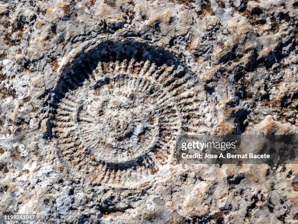fossil of ammonites outdoors in nature. - fossil site stock-fotos und bilder
