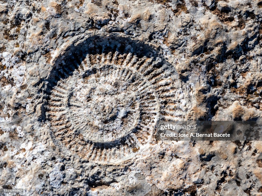 Fossil of ammonites outdoors in nature.