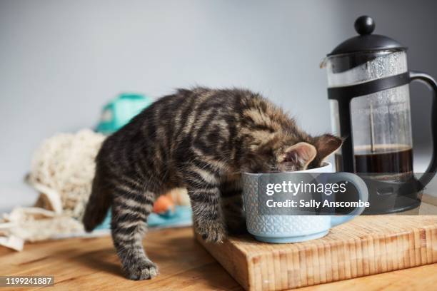 kitten drinking from a cup - cat cute stock-fotos und bilder