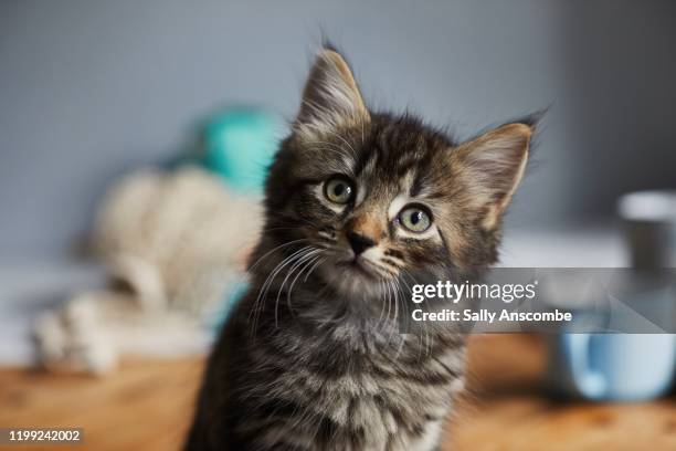 kitten looking up towards the camera - kitten - fotografias e filmes do acervo