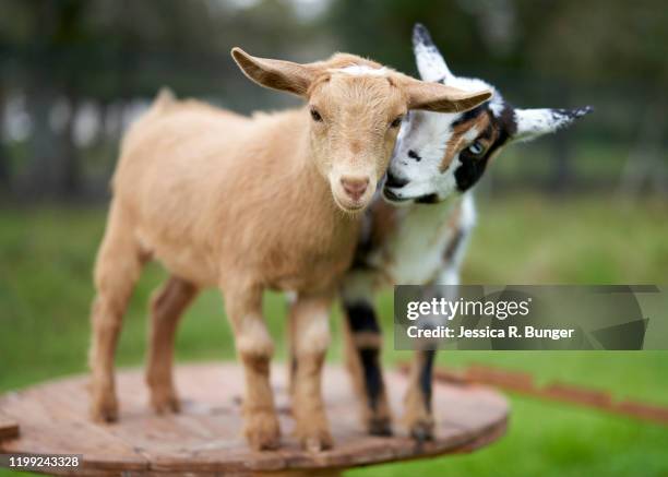 goat cuddles - cabrito - fotografias e filmes do acervo