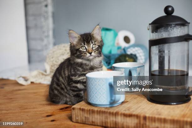 kitten sat looking at the camera - coffee plunger stock-fotos und bilder