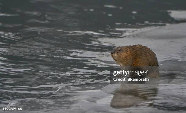 wild muskusje in de winter met kerstmis in het grand tetons national park en yellowstone national park usa - muskrat stockfoto's en -beelden