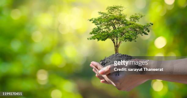 in the hands of trees growing seedlings. bokeh green background female hand holding tree on nature field grass forest conservation concept - arbre main photos et images de collection