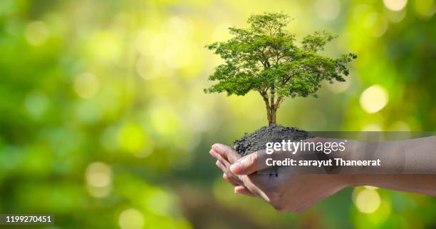 in the hands of trees growing seedlings. bokeh green background female hand holding tree on nature field grass forest conservation concept - world hands stock pictures, royalty-free photos & images