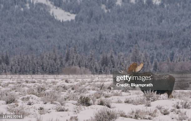 wilder elch im winter zu weihnachten im grand tetons national park und yellowstone national park usa - teton village stock-fotos und bilder