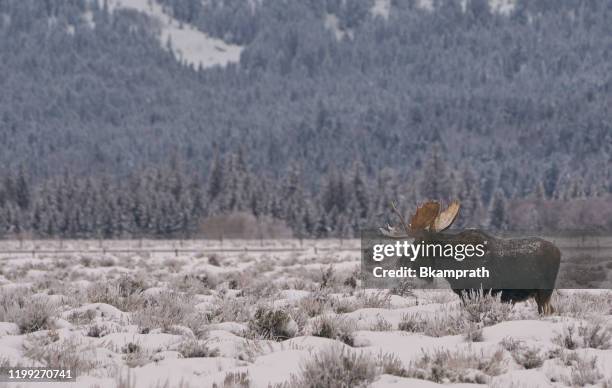 wild moose in the winter at christmas in the grand tetons national park and yellowstone national park usa - white moose stock pictures, royalty-free photos & images