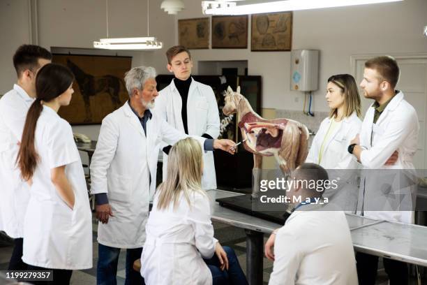 students discuss with professor. - horse family stock pictures, royalty-free photos & images