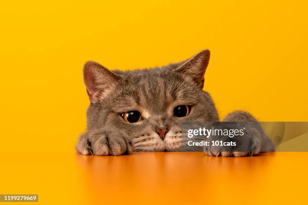 big-eyed ondeugende zwaarlijvige kat achter het bureau met rode hoed. grijze kleur britse sorteren haar kat. - feline stockfoto's en -beelden