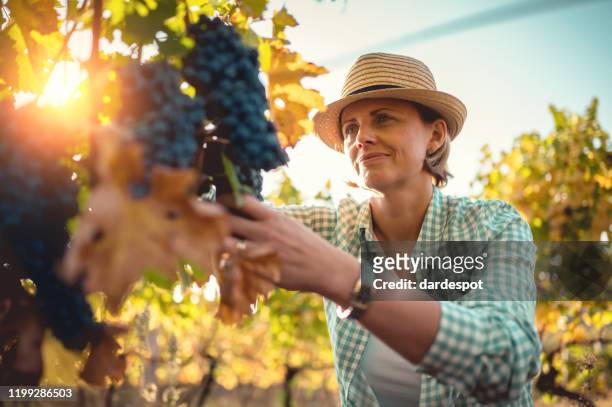 mujer cosechando la uva - wine maker fotografías e imágenes de stock