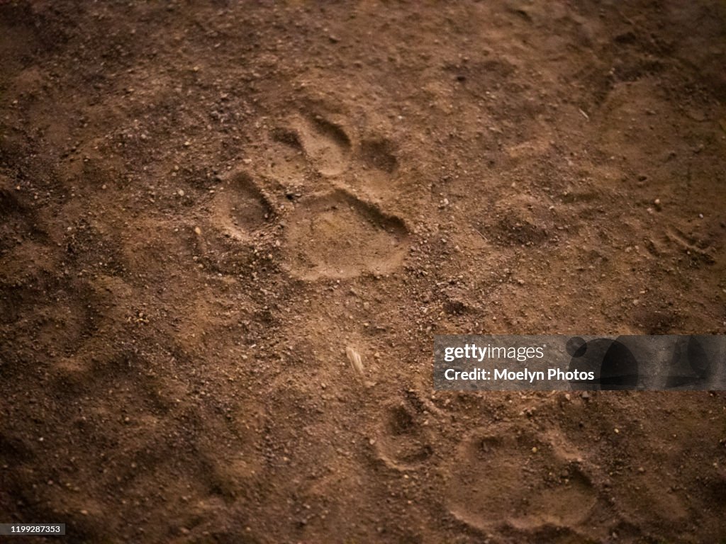 Leopard Track