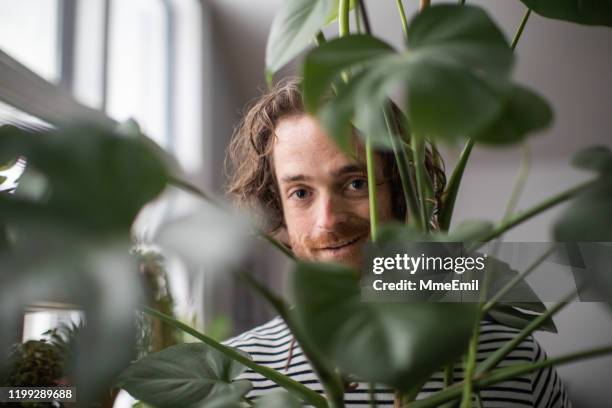 portrait of a young indoors gardener through the leaves of a cheese plant - ginger bush stock pictures, royalty-free photos & images