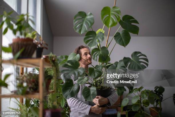 indoors gardening, young redhead man potting an exotic plant, monstera deliciosa - houseplant care stock pictures, royalty-free photos & images