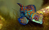 Mandarin fish (Synchiropus splendidus)