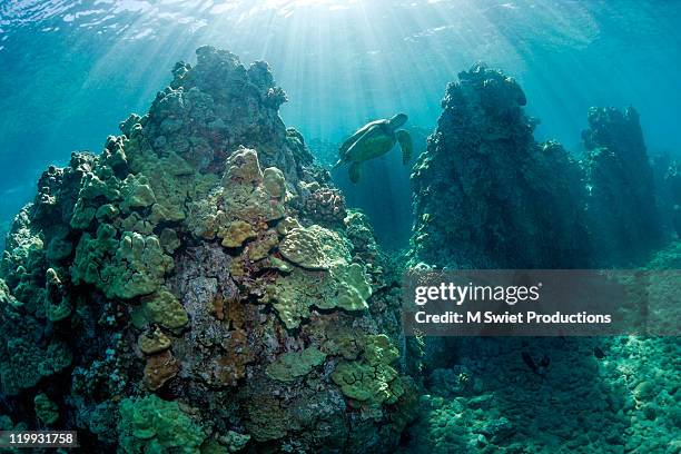 turtle coral - maui stock pictures, royalty-free photos & images