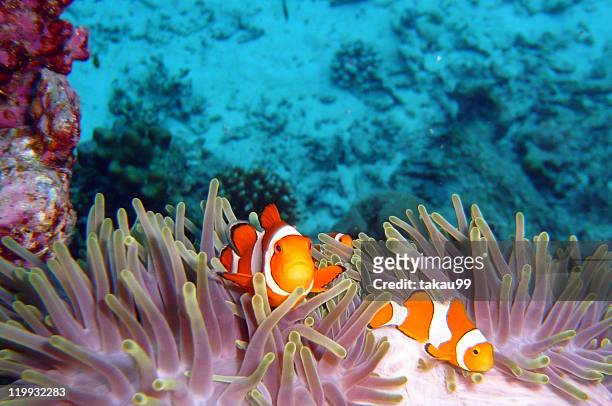 clown fishes - îles similan photos et images de collection