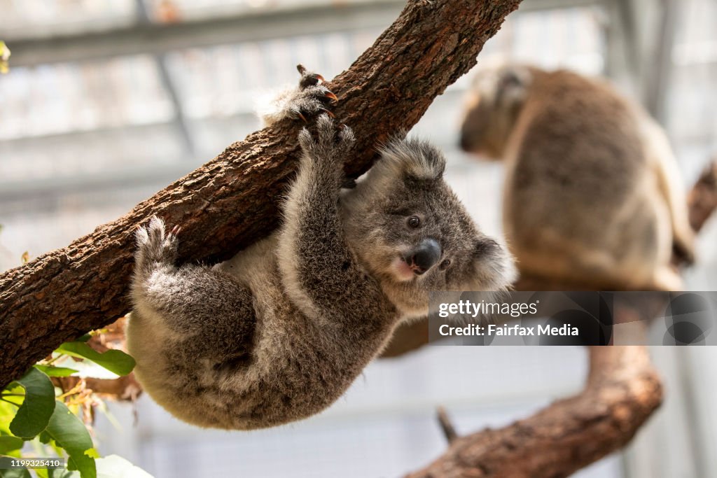 Koalas are rehabilitated at Taronga Zoo in Sydney after bushfires ravaged their habitat in the Blue Mountains, 2020