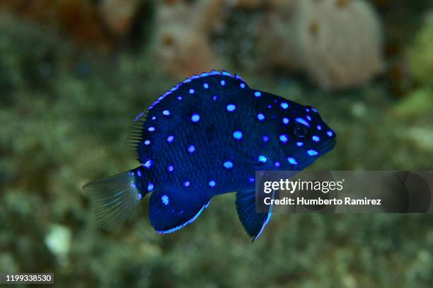 yellowtail damselfish. - wrasses stock pictures, royalty-free photos & images