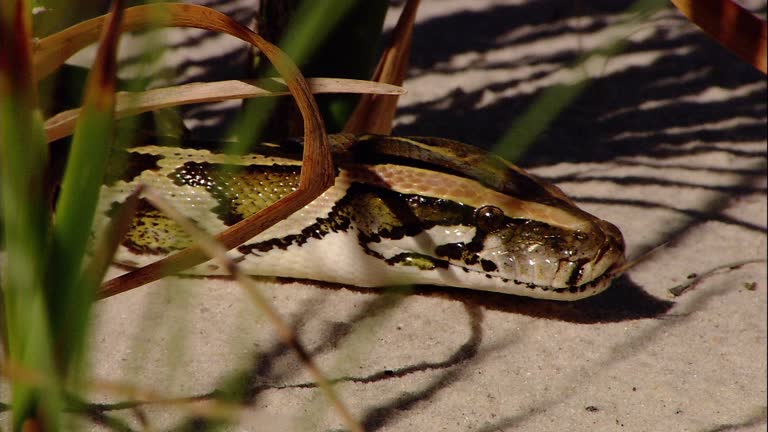 Sand Phython 89 Burmese Python Stock Videos, Footage, & 4K Video Clips - Getty Images