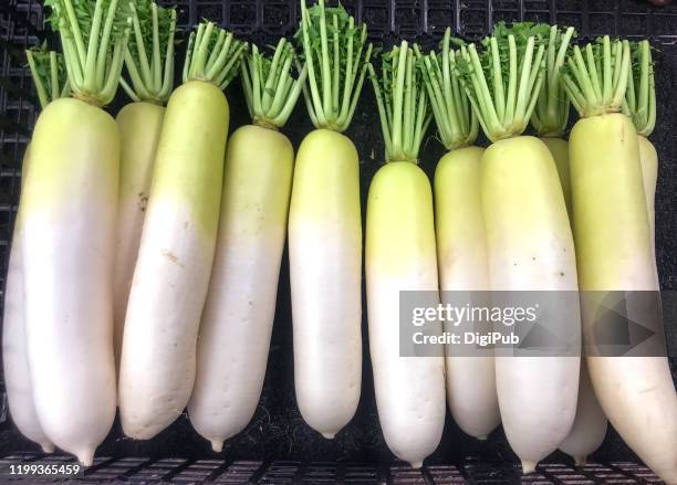 daikon produced in kanagawa prefecture sold in yokohama - daikon stock pictures, royalty-free photos & images