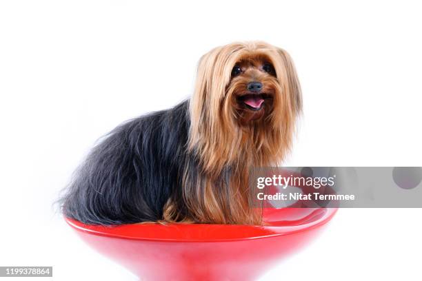 pet love.  the yorkshire terrier isolated on white background. - grooming foto e immagini stock
