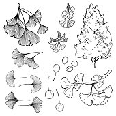 Ginkgo  tree.   Vector sketch  illustration.