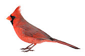Northern Cardinal, Cardinalis, Isolated