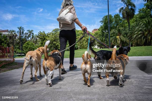 mid adult hipster pet sitting group od dogs - long leash stock pictures, royalty-free photos & images