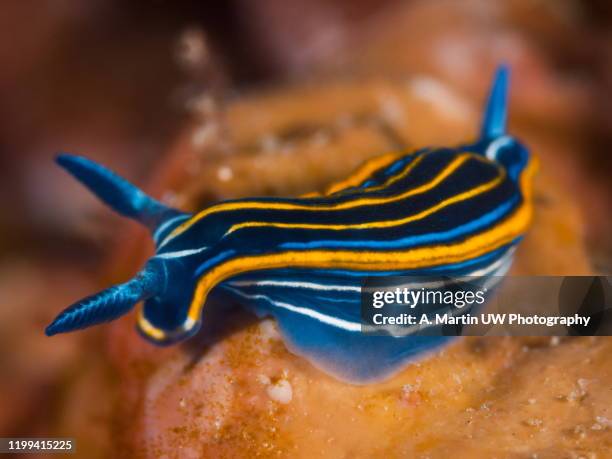 mediterranean nudibranch - nudibranch stock pictures, royalty-free photos & images