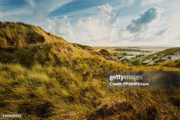 kust landschap eiland amrum - helm riet stockfoto's en -beelden