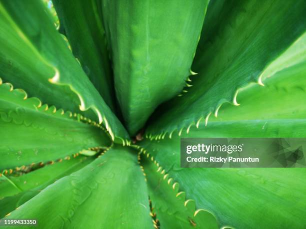 full frame shot of sisal plants - lechuguilla cactus stock pictures, royalty-free photos & images