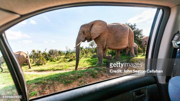 south africa, african elephants - port elizabeth south africa stock pictures, royalty-free photos & images