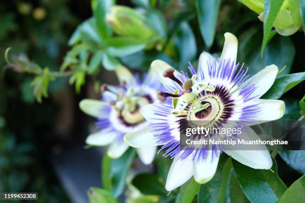 closed up beautiful purple flower on the flowerbeds make people feeling freshness. - passion flower stock pictures, royalty-free photos & images
